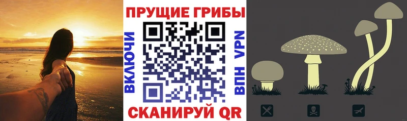 Купить где  Ветлуга  Псилоцибиновые грибы MAGIC MUSHROOMS 